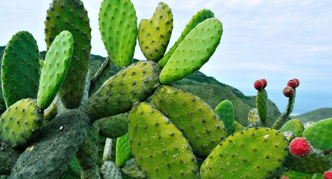 Organic Nopal Powder